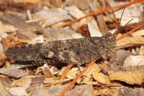 Crackling Forest Grasshopper