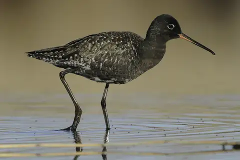 Spotted Redshank