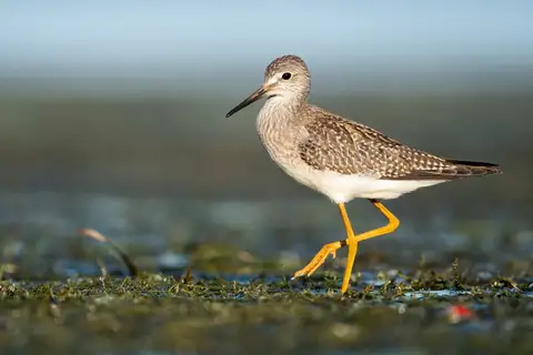 Lesser Yellowlegs