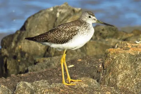 Greater Yellowlegs