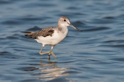 Common Greenshank