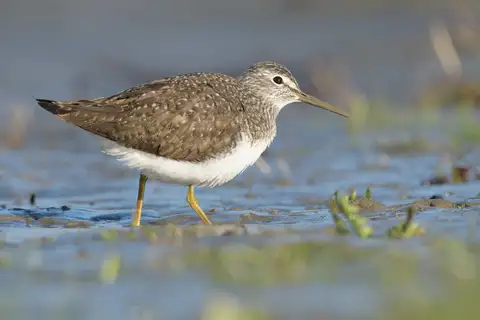 Green Sandpiper