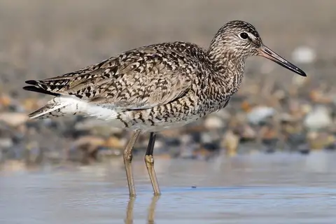 Willet