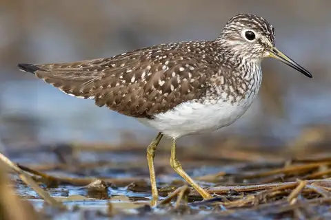Solitary Sandpiper