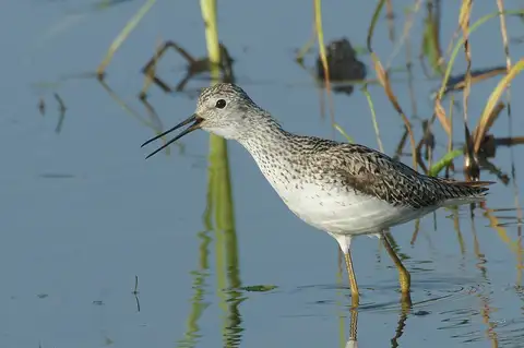 Marsh Sandpiper