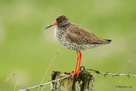 Common Redshank