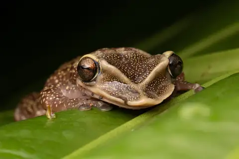 Yucatán Casque-headed Tree Frog
