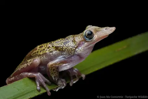 Duck-billed Tree Frog