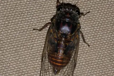 Small Widehead Cicada