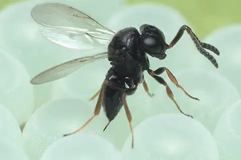 Samurai Wasp