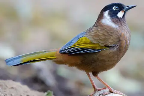 Black-faced Laughingthrush