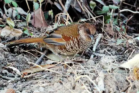 Brown-capped Laughingthrush