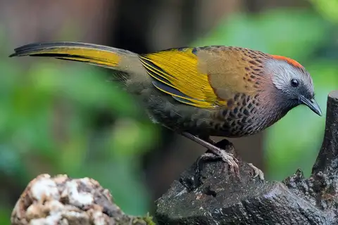 Assam Laughingthrush