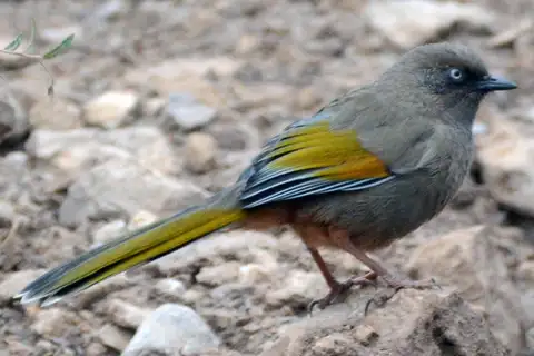 Elliot's Laughingthrush