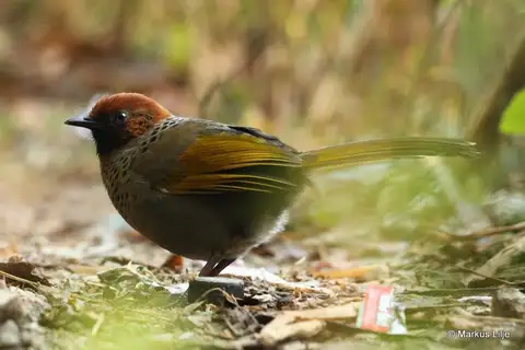 Chestnut-crowned Laughingthrush