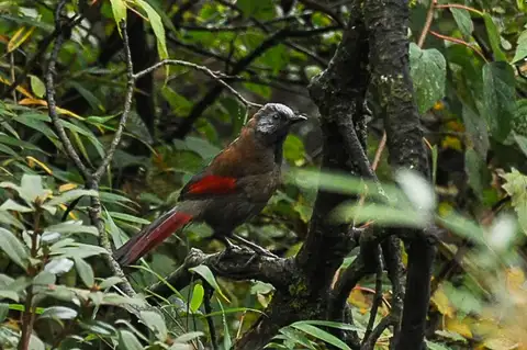 Red-winged Laughingthrush