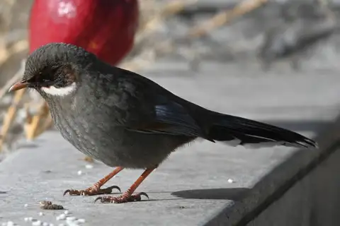 Brown-cheeked Laughingthrush