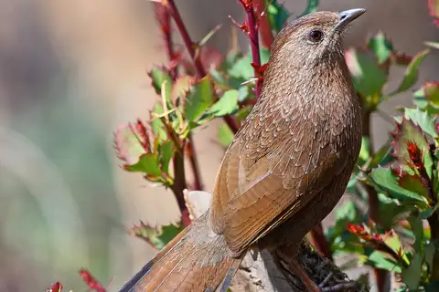 Bhutan Laughingthrush