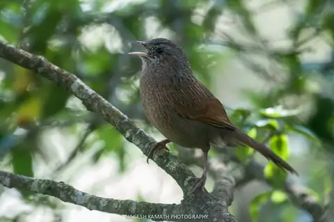 Streaked Laughingthrush