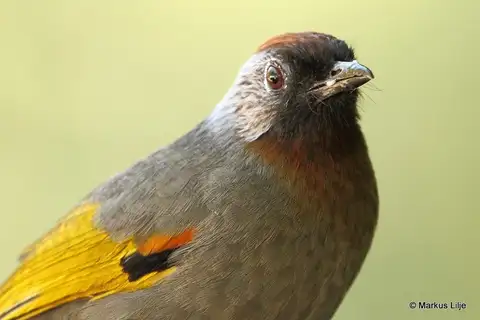 Silver-eared Laughingthrush