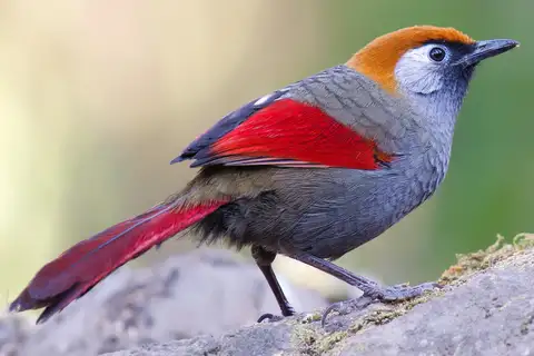 Red-tailed Laughingthrush