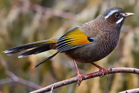 White-whiskered Laughingthrush