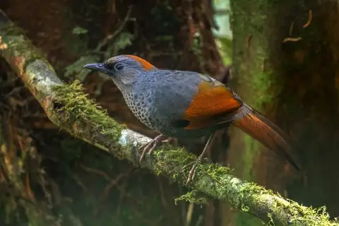Golden-winged Laughingthrush