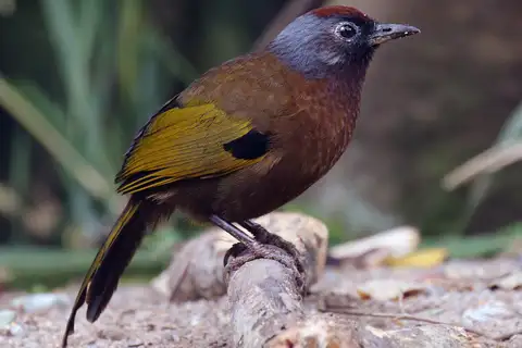 Malayan Laughingthrush