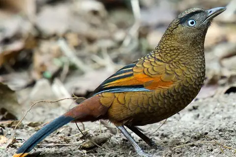 Blue-winged Laughingthrush