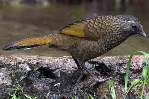 Scaly Laughingthrush