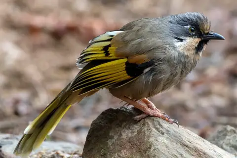 Variegated Laughingthrush