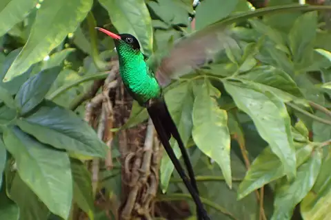 Red-billed Streamertail