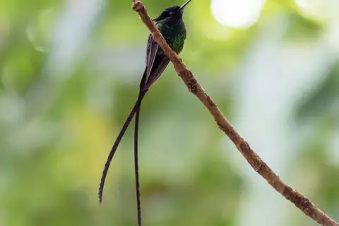 Black-billed Streamertail