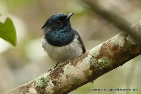 Blue-mantled Crested Flycatcher