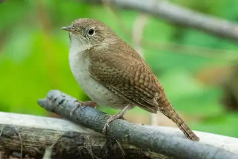 Northern House Wren