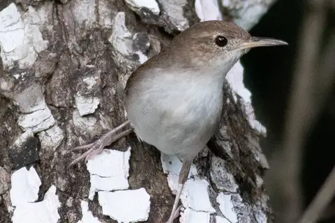 Cozumel Wren