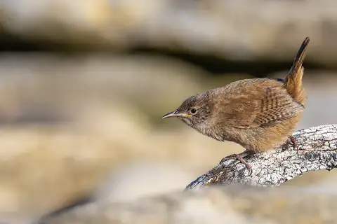 Cobb's Wren