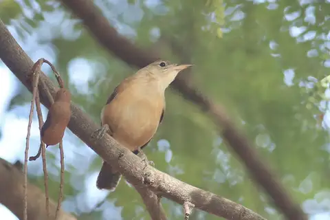 Grenada Wren