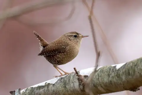 Winter Wren