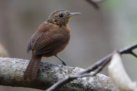 Kalinago Wren