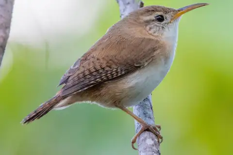 St. Lucia Wren
