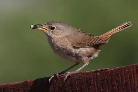 Southern House Wren