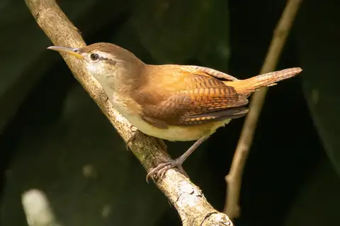 St. Vincent Wren