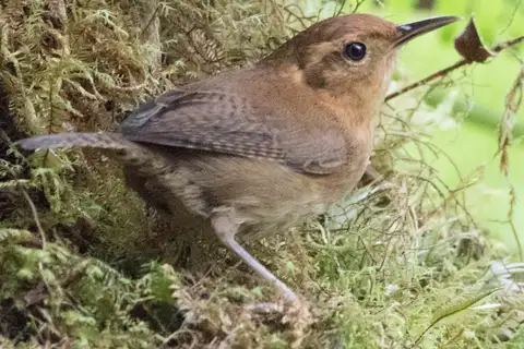 Ochraceous Wren