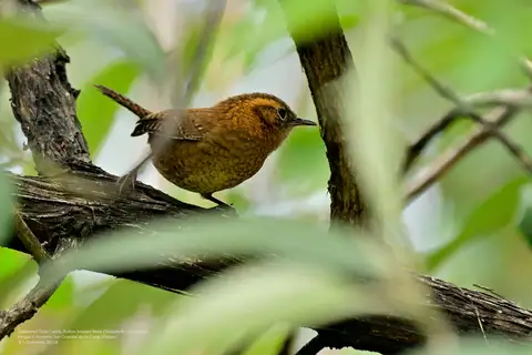 Rufous-browed Wren