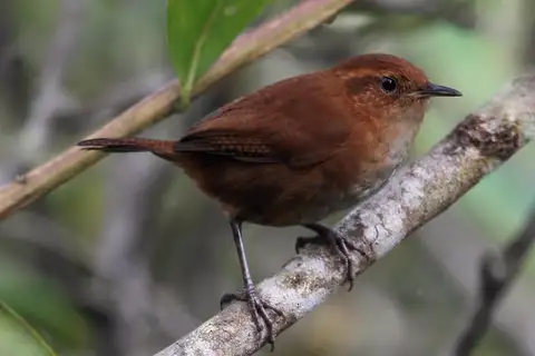 Tepui Wren