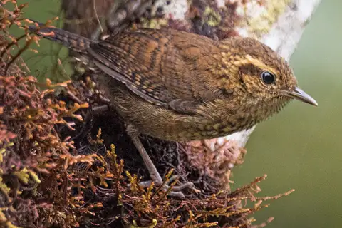 Mountain Wren
