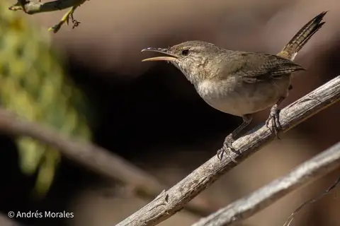 Clarion Wren