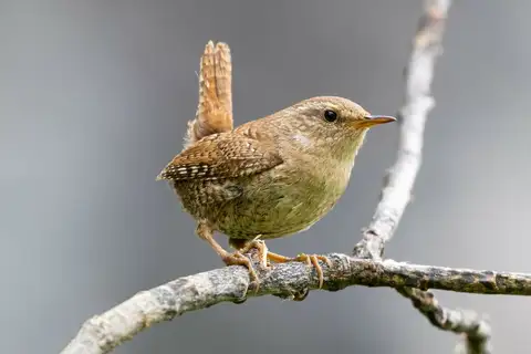 Eurasian Wren