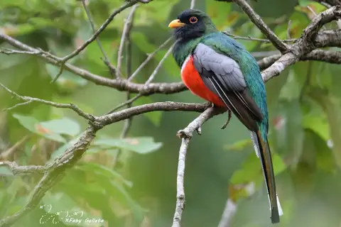 Coppery-tailed Trogon